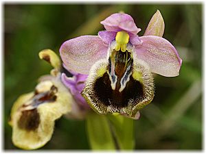 Ophrys tenthredinifera