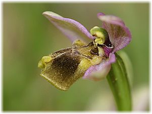 Ophrys tenthredinifera