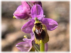 Ophrys tenthredinifera