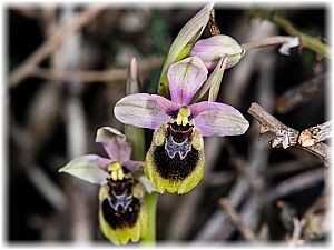 Ophrys tenthredinifera