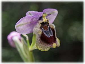 Ophrys tenthredinifera