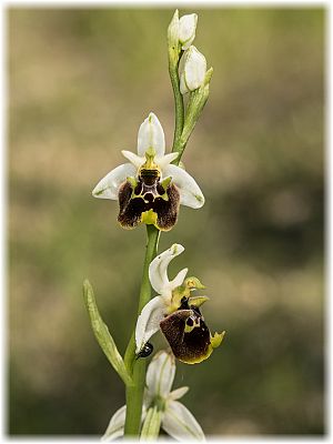 Ophrys tetraloniae