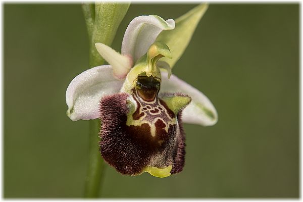 Ophrys tetraloniae