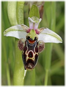 Ophrys umbilicata