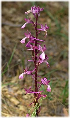 Orchis anatolica