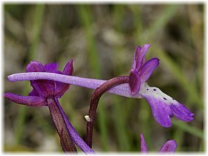 Orchis anatolica