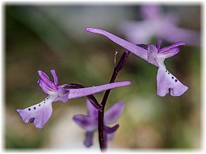 Orchis anatolica