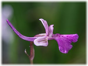 Orchis anatolica