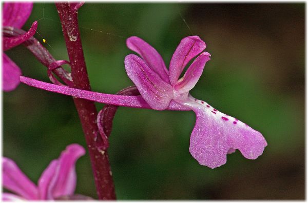 Orchis anatolica