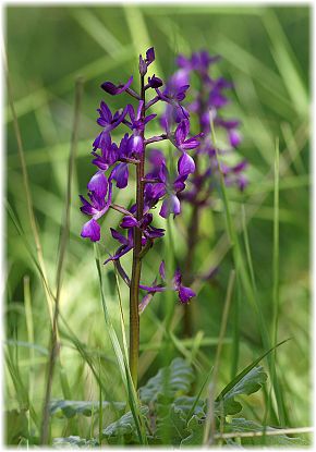 Orchis boryi