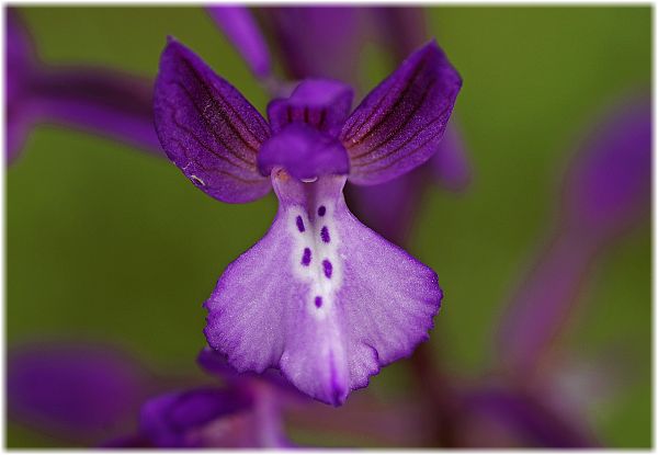 Orchis boryi