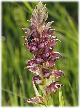 Orchis coriophora