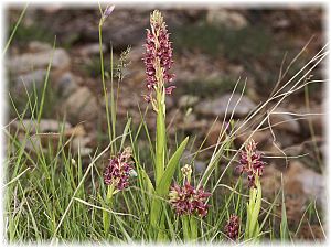 Orchis coriophora