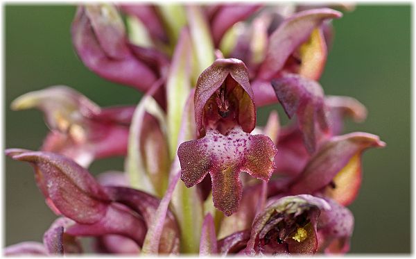 Orchis coriophora