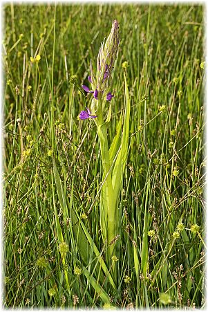 Orchis elegans