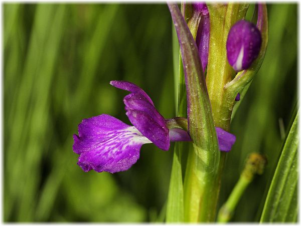 Orchis elegans