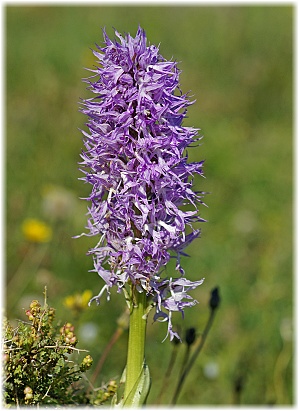 Orchis italica