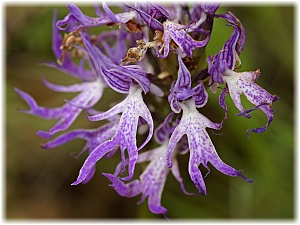 Orchis italica