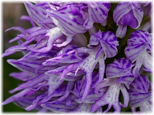 Orchis italica