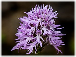 Orchis italica