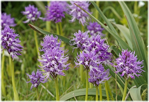 Orchis italica