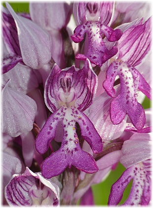 Orchis militaris