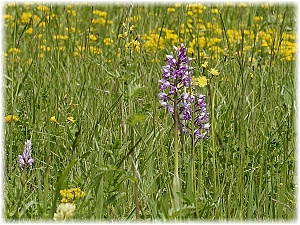 Orchis militaris