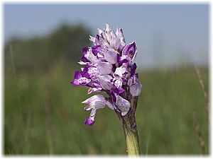 Orchis militaris