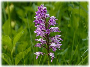 Orchis militaris