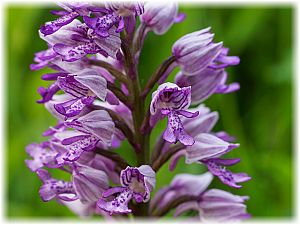 Orchis militaris