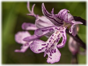 Orchis militaris