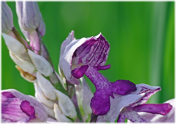 Orchis militaris