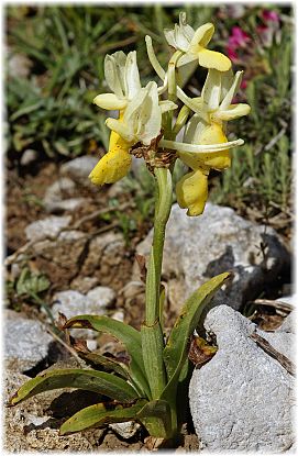 Orchis pauciflora