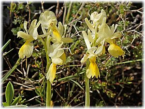 Orchis pauciflora