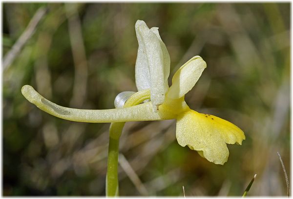 Orchis pauciflora