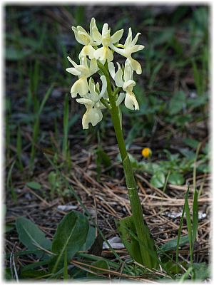 Orchis provincialis