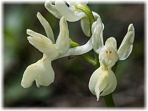 Orchis provincialis