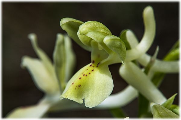 Orchis provincialis