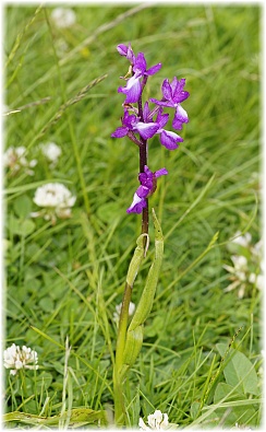 Orchis pseudolaxiflora