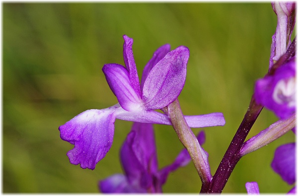 Orchis pseudolaxiflora