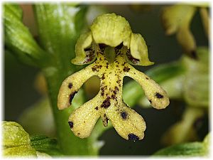 Orchis punctulata