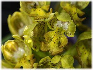 Orchis punctulata