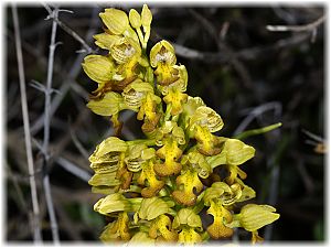 Orchis punctulata