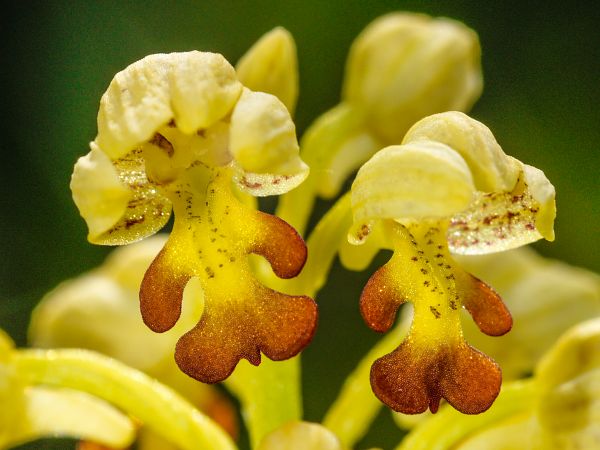 Orchis punctulata