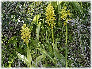 Orchis punctulata