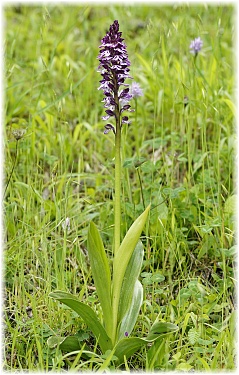 Orchis purpurea