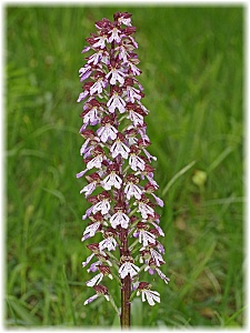 Orchis purpurea