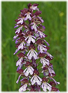 Orchis purpurea