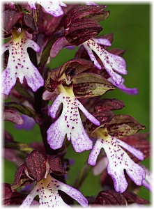 Orchis purpurea