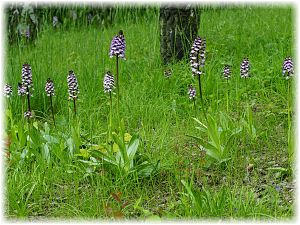 Orchis purpurea